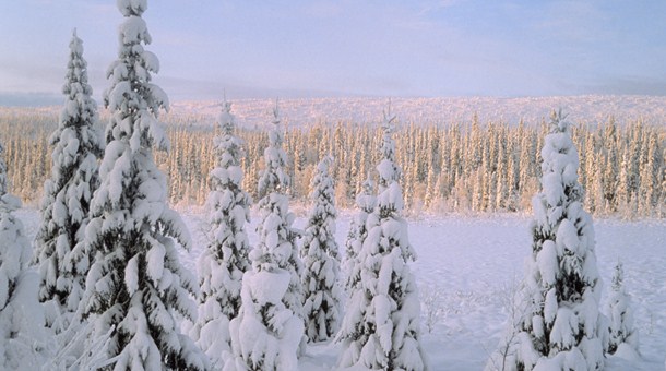 bosque finlandes en laponia