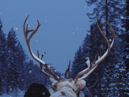 renos laponia finlandia papa noel papanoelenlaponia.com