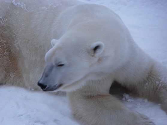 viajacontuhijo papanoelenlaponia oso polar