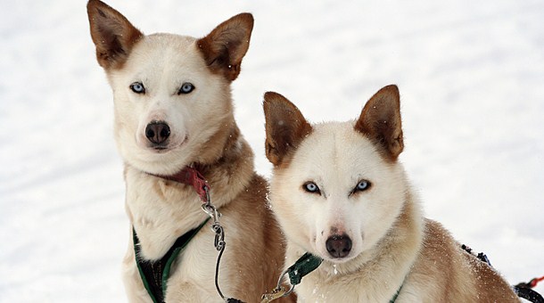 excursiones papa noel en laponia huskies